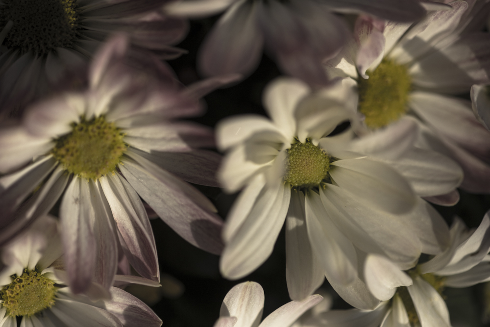 Réunion régulière