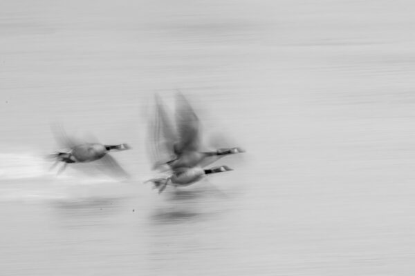 Etalle .Étang de L'Ilé