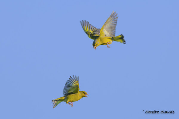 01 Verdiers d'Europe