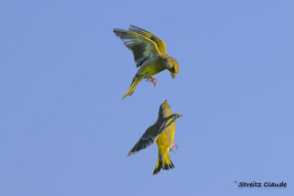 02 Verdiers d'Europe