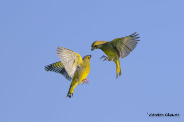 03 Verdiers d'Europe