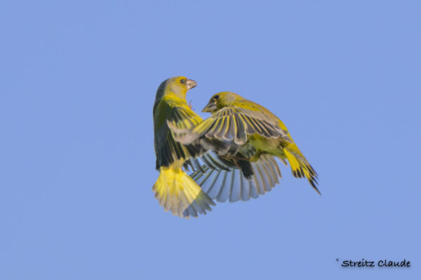 04 Verdiers d'Europe