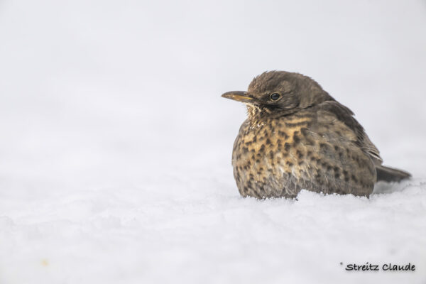 10 Merle noir Nobressart