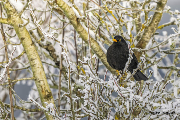 11 Merle noir Nobressart