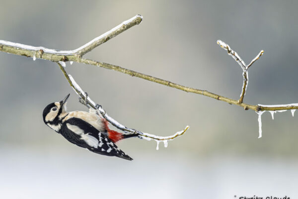 12 Pic épeiche Nobressart