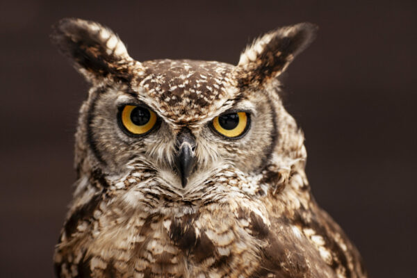 Eagle Owl