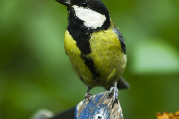 Parus Major