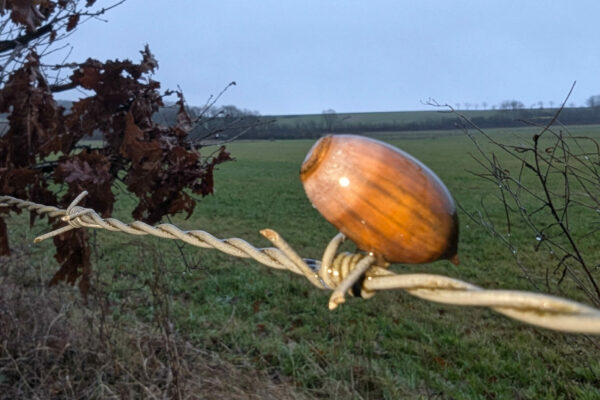 PXL_20260109_152758813.RAW-01.COVER