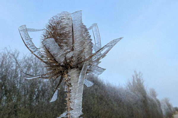 PXL_20260121_105031231.RAW-01.MP.COVER