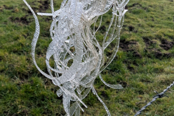 PXL_20260121_105224178.RAW-01.MP.COVER