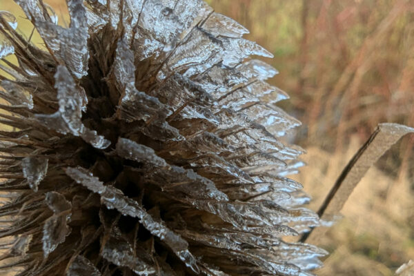 PXL_20260121_110332369.RAW-01.COVER