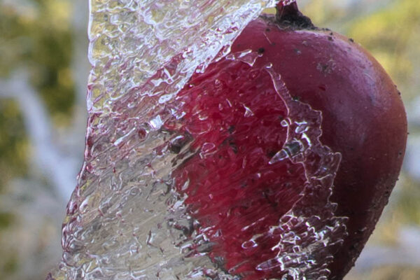 PXL_20260121_111125669.RAW-02.ORIGINAL