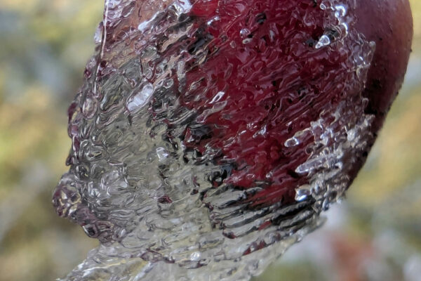 PXL_20260121_111146391.RAW-01.COVER